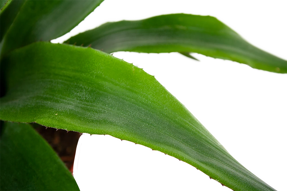 Aechmea Blue Rain - Kokerbromelia - P12 H55 - Roze-Paars - Kamerplant 4 Aechmea Blue Rain - Kokerbromelia - P12 H55 - Roze-Paars - Kamerplant - Afbeelding 2