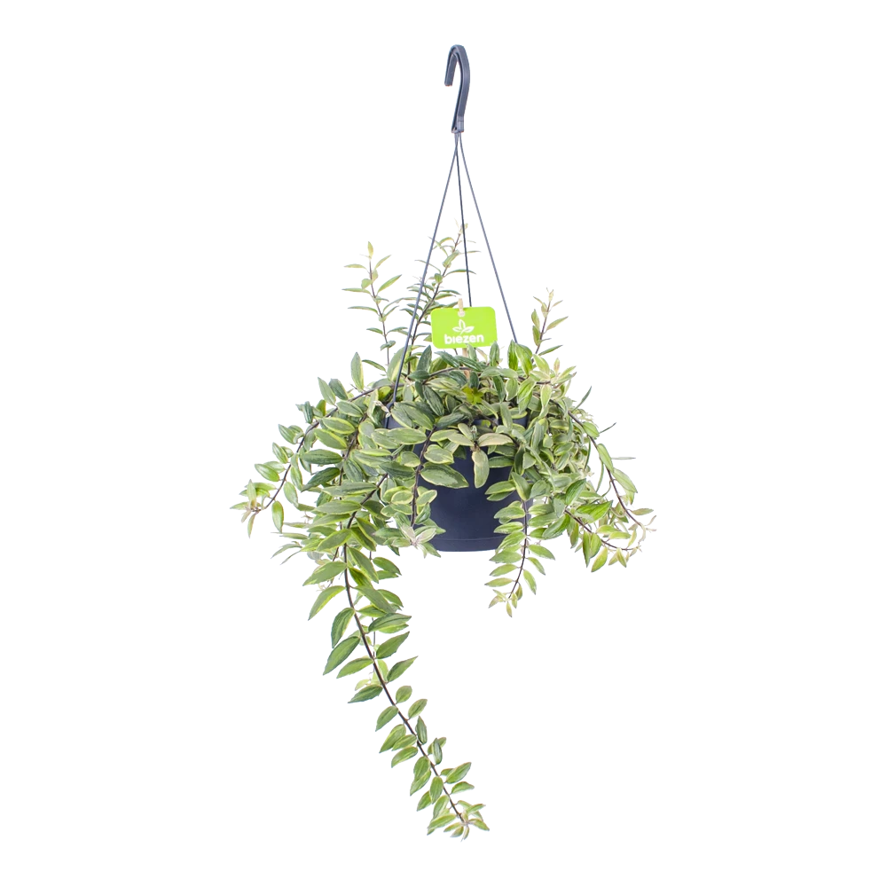 Aeschynanthus Bolero Bicolore - Lipstickplant - In Hangpot - P17 H40 - Kamerplant 3 Aeschynanthus Bolero Bicolore - Lipstickplant - In Hangpot - P17 H40 - Kamerplant