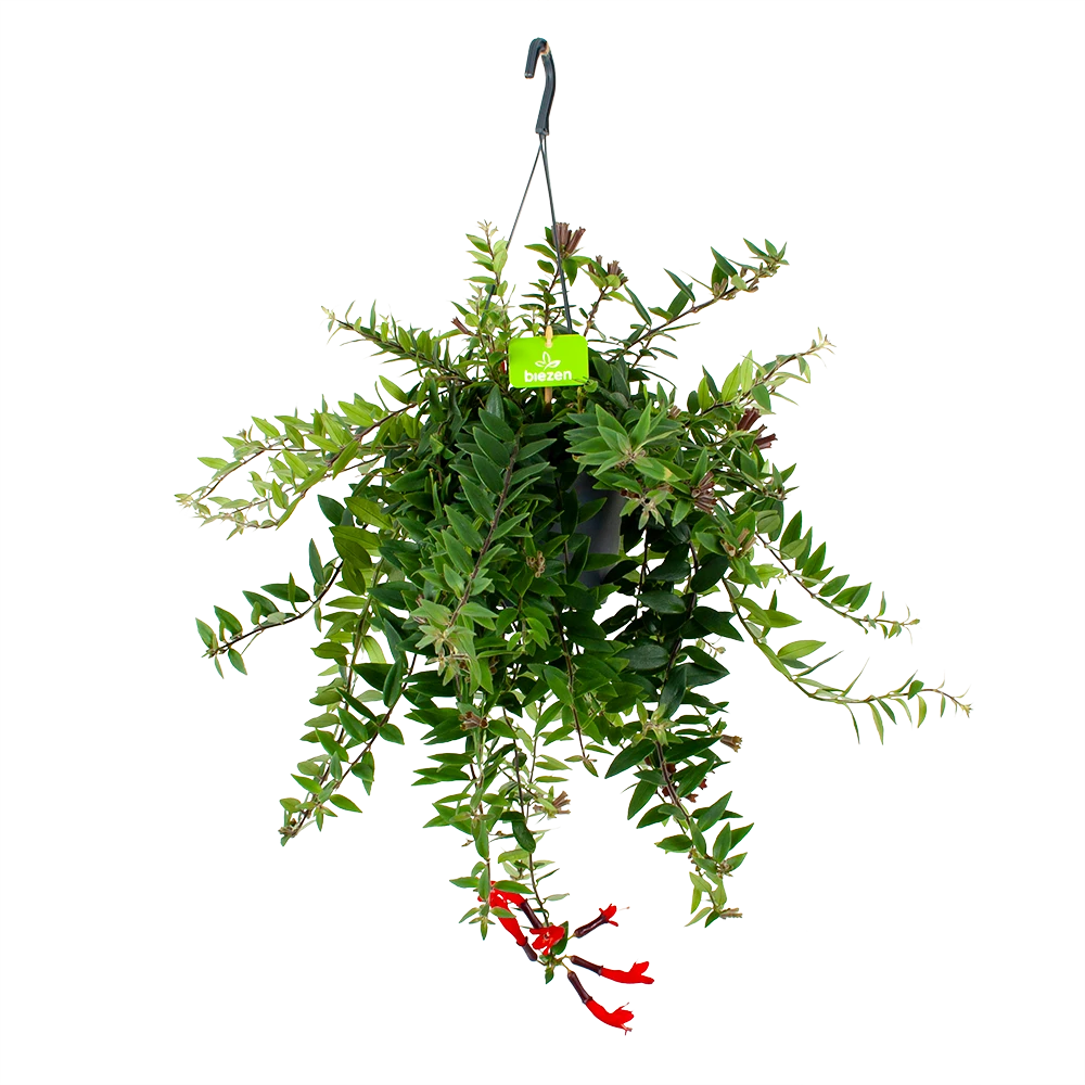Aeschynanthus Caroline - Lipstickplant - In Hangpot - P17 H40 - Kamerplant 3 Aeschynanthus Caroline - Lipstickplant - In Hangpot - P17 H40 - Kamerplant