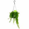 Aeschynanthus Japhrolepis - Lipstickplant - In Hangpot - P15 H20 - Kamerplant 2 Aeschynanthus Japhrolepis - Lipstickplant - In Hangpot - P15 H20 - Kamerplant -Huisdecoratie aeschynanthus japhrolepis lipstickplant in hangpot p15 4