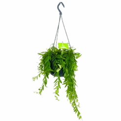 Aeschynanthus Japhrolepis - Lipstickplant - In Hangpot - P15 H20 - Kamerplant