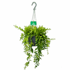 Aeschynanthus Japhrolepis - Lipstickplant - In Hangpot - P17 H50 - Kamerplant