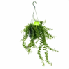 Aeschynanthus Twister - Lipstickplant - In Hangpot - P15 H20 - Kamerplant -Huisdecoratie aeschynanthus twister lipstickplant in hangpot p15 4 1 1