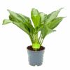Aglaonema Freedman - P17 H60 - Kamerplant -Huisdecoratie aglaonema freedman p17 h60 1 1