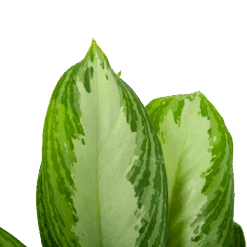 Aglaonema Freedman - P17 H60 - Kamerplant -Huisdecoratie aglaonema freedman p17 h60 6 1