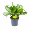 Aglaonema Silver Bay - P24 H60 - Kamerplant 1 Aglaonema Silver Bay - P24 H60 - Kamerplant -Huisdecoratie aglaonema silver bay p24 h60 1 3