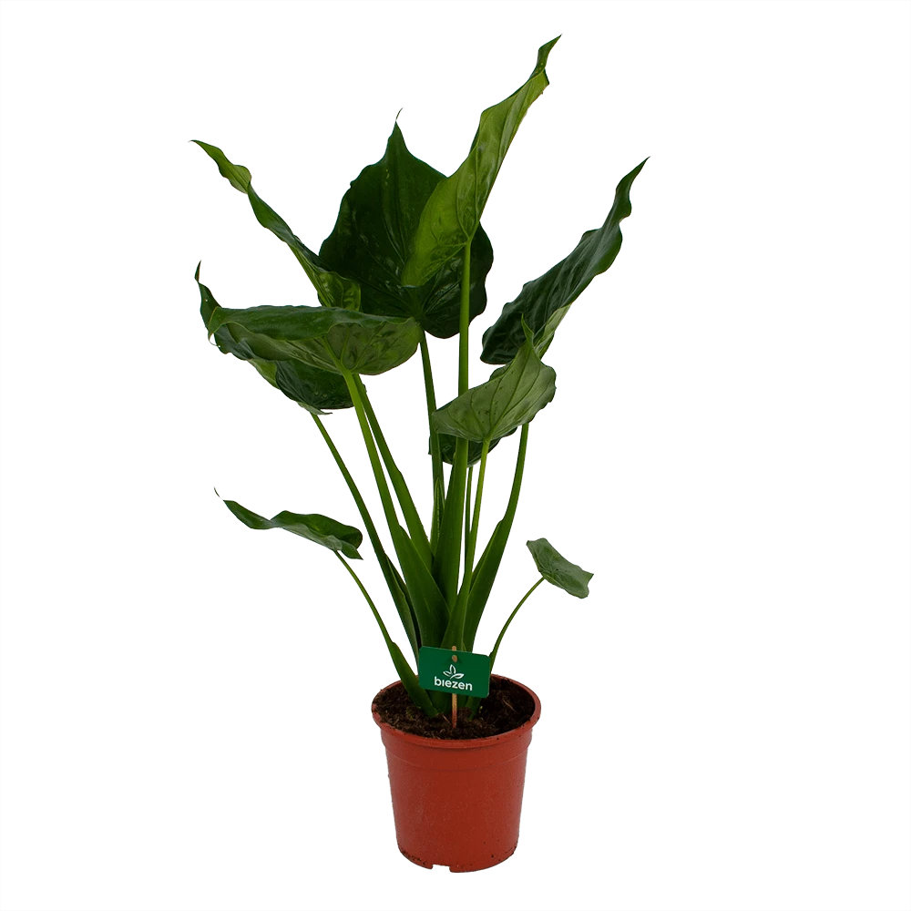 Alocasia Cucullata - Olifantsoor - P21 H90 - Kamerplant 3 Alocasia Cucullata - Olifantsoor - P21 H90 - Kamerplant