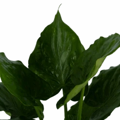 Alocasia Cucullata - Olifantsoor - P21 H90 - Kamerplant 7 Alocasia Cucullata - Olifantsoor - P21 H90 - Kamerplant -Huisdecoratie alocasia cucullata olifantsoor p21 h90 3
