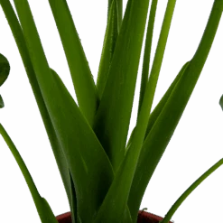 Alocasia Cucullata - Olifantsoor - P21 H90 - Kamerplant 8 Alocasia Cucullata - Olifantsoor - P21 H90 - Kamerplant -Huisdecoratie alocasia cucullata olifantsoor p21 h90 4