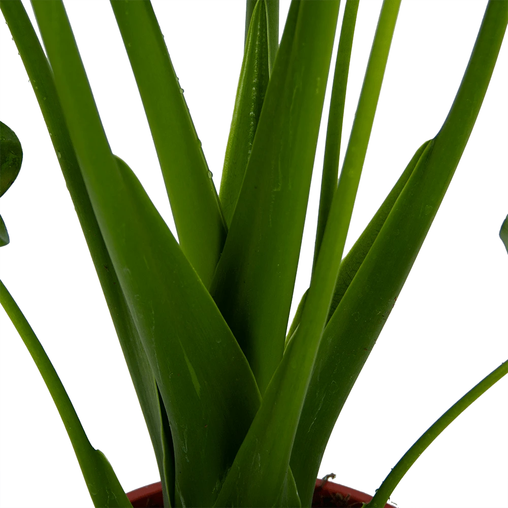 Alocasia Cucullata - Olifantsoor - P21 H90 - Kamerplant 5 Alocasia Cucullata - Olifantsoor - P21 H90 - Kamerplant - Afbeelding 3