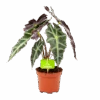 Alocasia Polly - Olifantsoor - P17 H50 - Kamerplant 1 Alocasia Polly - Olifantsoor - P17 H50 - Kamerplant -Huisdecoratie alocasia polly olifantsoor p17 h50 1