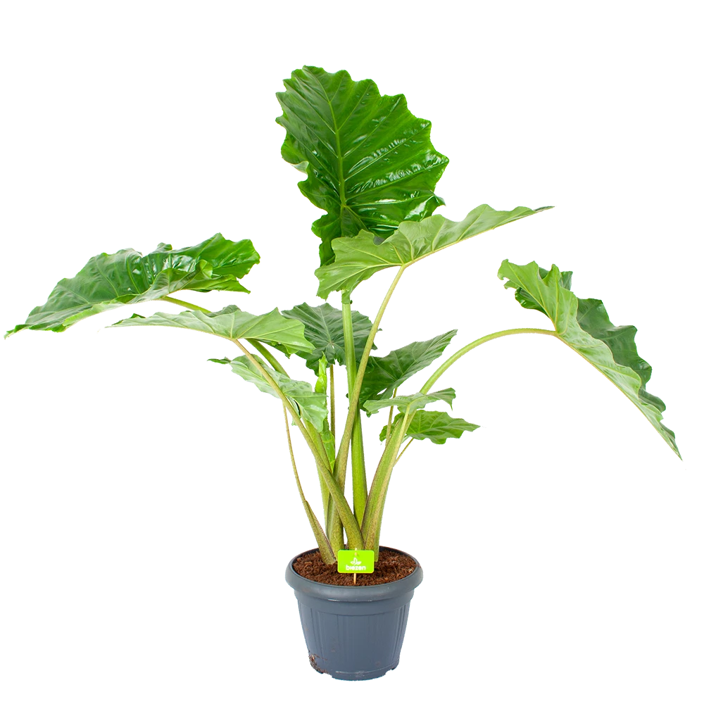Alocasia Portodora - Olifantsoor - P35 H135 - Kamerplant 3 Alocasia Portodora - Olifantsoor - P35 H135 - Kamerplant