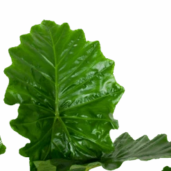 Alocasia Portodora - Olifantsoor - P35 H135 - Kamerplant 8 Alocasia Portodora - Olifantsoor - P35 H135 - Kamerplant -Huisdecoratie alocasia portodora olifantsoor p35 h135 6 1