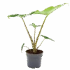Alocasia Zebrina - Olifantsoor - P14 H40 - Kamerplant 2 Alocasia Zebrina - Olifantsoor - P14 H40 - Kamerplant -Huisdecoratie alocasia zebrina olifantsoor p14 h40 1 14