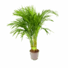 Areca - Goudpalm - P17 H90 - Kamerplant -Huisdecoratie areca goudpalm p17 h90 1 3