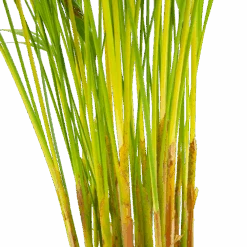 Areca - Goudpalm - P17 H90 - Kamerplant -Huisdecoratie areca goudpalm p17 h90 6 2