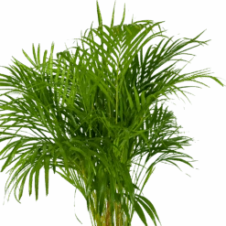 Areca - Goudpalm - P24 H140 - Kamerplant 7 Areca - Goudpalm - P24 H140 - Kamerplant -Huisdecoratie areca goudpalm p24 h140 kamerplant 3