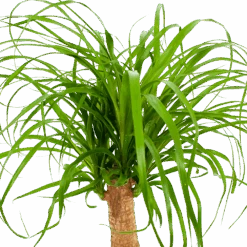 Beaucarnea Recurvata - Op Stam - Olifantenpoot - P21 H60 - Kamerplant -Huisdecoratie beaucarnea recurvata op stam olifantenpoot p21 h60 6 1