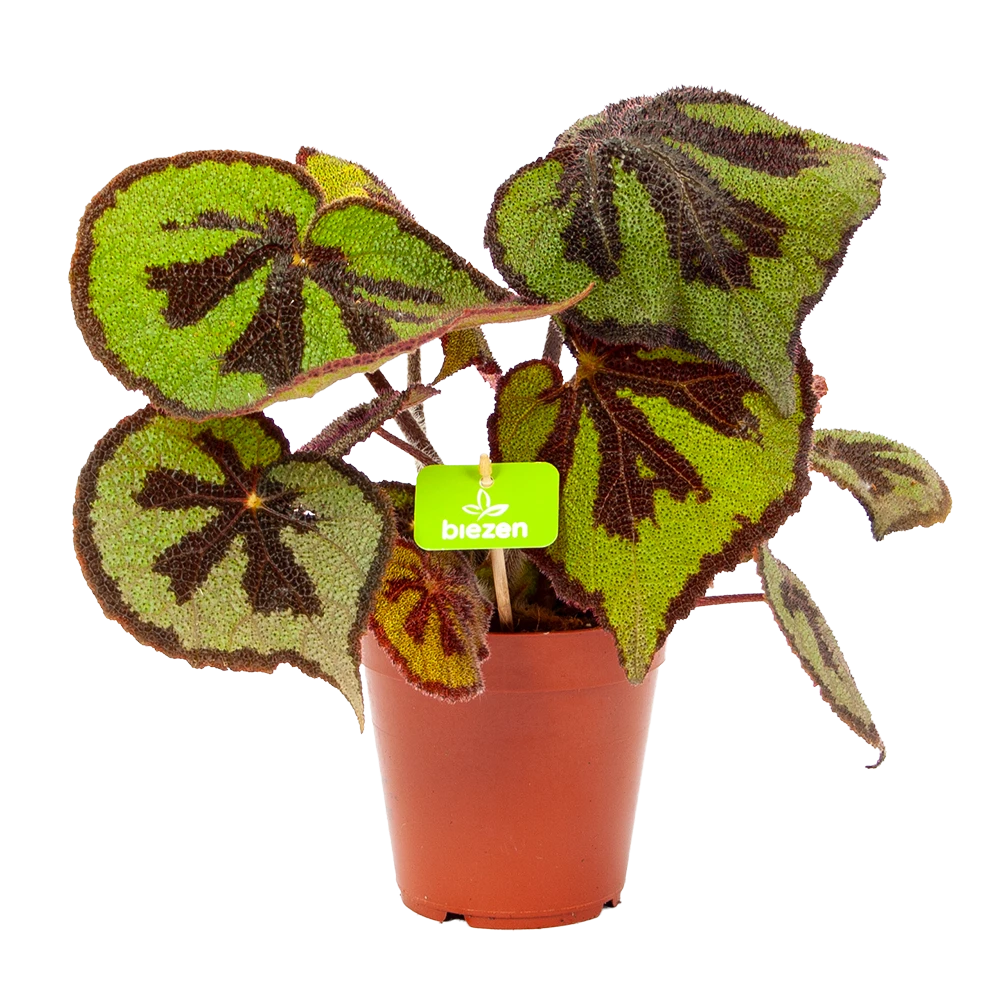 Begonia Masoniana Rock - P15 H30 - Kamerplant 3 Begonia Masoniana Rock - P15 H30 - Kamerplant