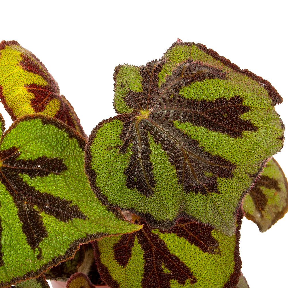 Begonia Masoniana Rock - P15 H30 - Kamerplant 4 Begonia Masoniana Rock - P15 H30 - Kamerplant - Afbeelding 2