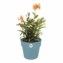 Bloempot Elho B.for Original Rond 25cm - Duifblauw -Huisdecoratie bfor original rond bloempot duifblauw 3 1