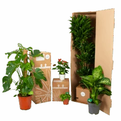 Kentiapalm - Howea Forsteriana - P24 H140 - Kamerplant -Huisdecoratie biezen kamerplanten verpakking 4
