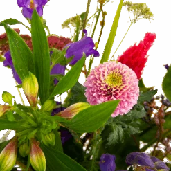 Boeket Paarse Passie Klein 11 Boeket Paarse Passie Klein -Huisdecoratie boeket paarse passie klein boeketten 4