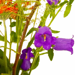 Boeket Plukgeluk Groot 11 Boeket Plukgeluk Groot -Huisdecoratie boeket plukgeluk groot boeketten 4