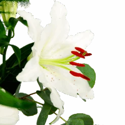 Boeket Witte Winter Groot -Huisdecoratie boeket witte winter boeketten 4