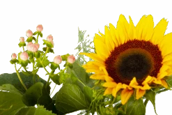 Boeket Zonnestraal Middel 11 Boeket Zonnestraal Middel -Huisdecoratie boeket zonnestraal boeketten 4 3 1