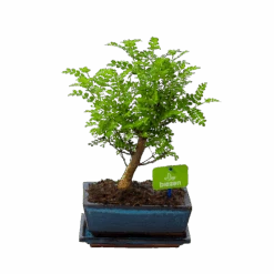 Bonsai Zanthoxylum Piperitum - Peperboom - P20 H30 - Kamerplant