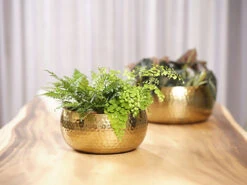 Huisdecoratie -Huisdecoratie bowl kody gold d34 h15 schaal 7 12