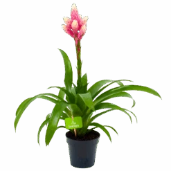 Bromelia Guzmania Candy - P12 H55 Roze - Kamerplant