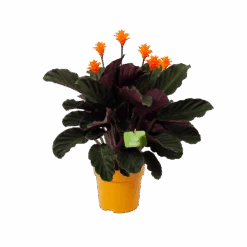 Calathea Crocata - Eeuwige Vlam - P15 H45 - Kamerplant