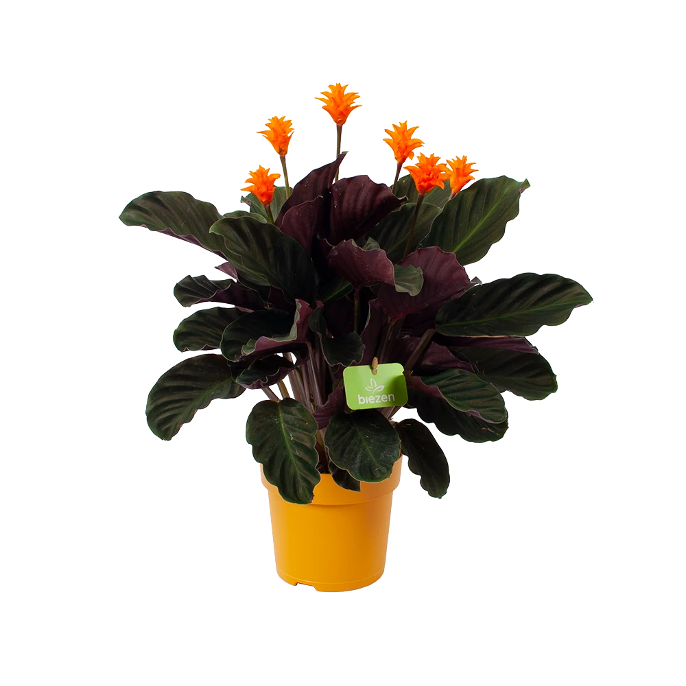 Calathea Crocata - Eeuwige Vlam - P15 H45 - Kamerplant 3 Calathea Crocata - Eeuwige Vlam - P15 H45 - Kamerplant