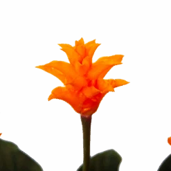 Calathea Crocata - Eeuwige Vlam - P15 H45 - Kamerplant 8 Calathea Crocata - Eeuwige Vlam - P15 H45 - Kamerplant -Huisdecoratie calathea crocata eeuwige vlam p15 h45 4