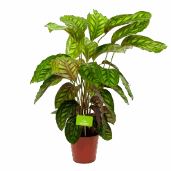 Calathea Flamestar - Schaduwplant - P19 H75 - Kamerplant