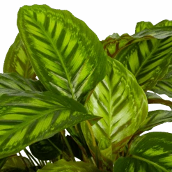 Huisdecoratie -Huisdecoratie calathea flamestar schaduwplant p32 h80 4