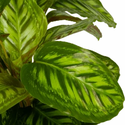 Calathea Flamestar - Schaduwplant - P32 H80 - Kamerplant -Huisdecoratie calathea flamestar schaduwplant p32 h80 5