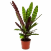 Calathea Insigne - Livingplant - P17 H65 - Kamerplant -Huisdecoratie calathea insigne livingplant p17 h65 4