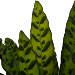 Calathea Insigne - Livingplant - P21 H60 - Kamerplant -Huisdecoratie calathea insigne livingplant p21 h60 4