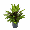 Calathea Insigne - Livingplant - P27 H80 - Kamerplant -Huisdecoratie calathea insigne livingplant p27 h80 1 3