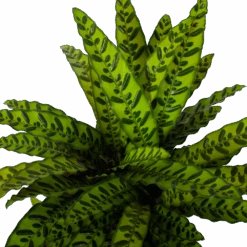 Huisdecoratie -Huisdecoratie calathea insigne livingplant p27 h80 5 3