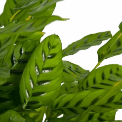 Huisdecoratie -Huisdecoratie calathea leopardina schaduwplant p27 h90 kamerplant 3