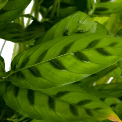 Calathea Leopardina - Schaduwplant - P27 H90 - Kamerplant -Huisdecoratie calathea leopardina schaduwplant p27 h90 kamerplant 4