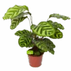 Calathea Makoyana - Pauwenplant - P17 H65 - Kamerplant