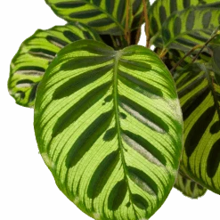 Huisdecoratie -Huisdecoratie calathea makoyana pauwenplant p17 h65 5 2