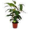 Calathea Maui Queen - Livingplant - P17 H70 - Kamerplant -Huisdecoratie calathea maui queen livingplant p17 h70 4