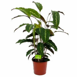 Calathea Maui Queen - Livingplant - P17 H70 - Kamerplant