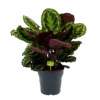 Calathea Medaillon - Schaduwplant - P27 H90 - Kamerplant 1 Calathea Medaillon - Schaduwplant - P27 H90 - Kamerplant -Huisdecoratie calathea medaillon schaduwplant p27 h90 1 1
